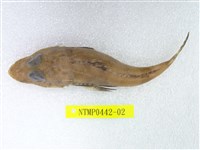 藏品(松葉牛尾魚)的圖片